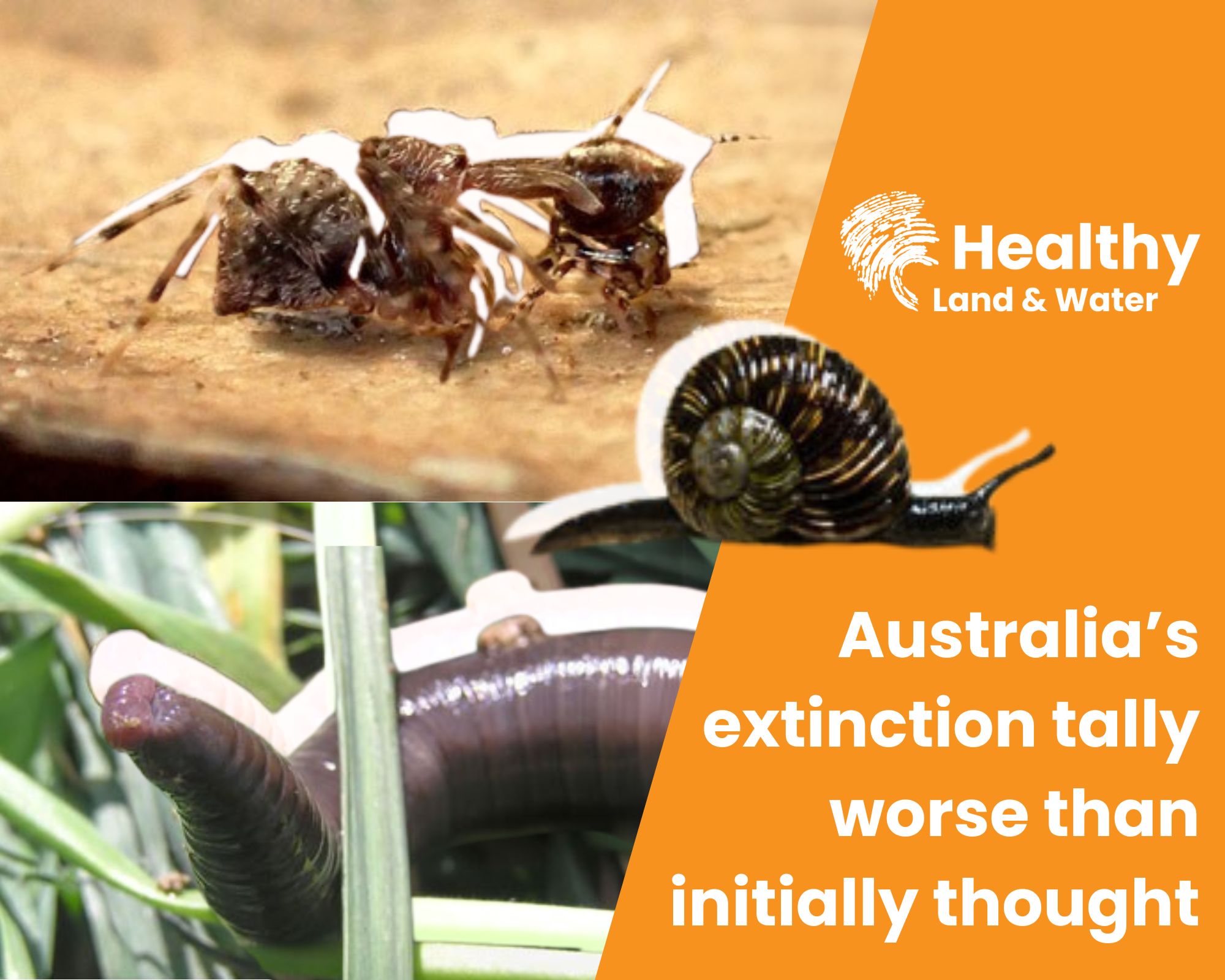 Alarming new study suggests Australia’s extinction tally worse than initially thought