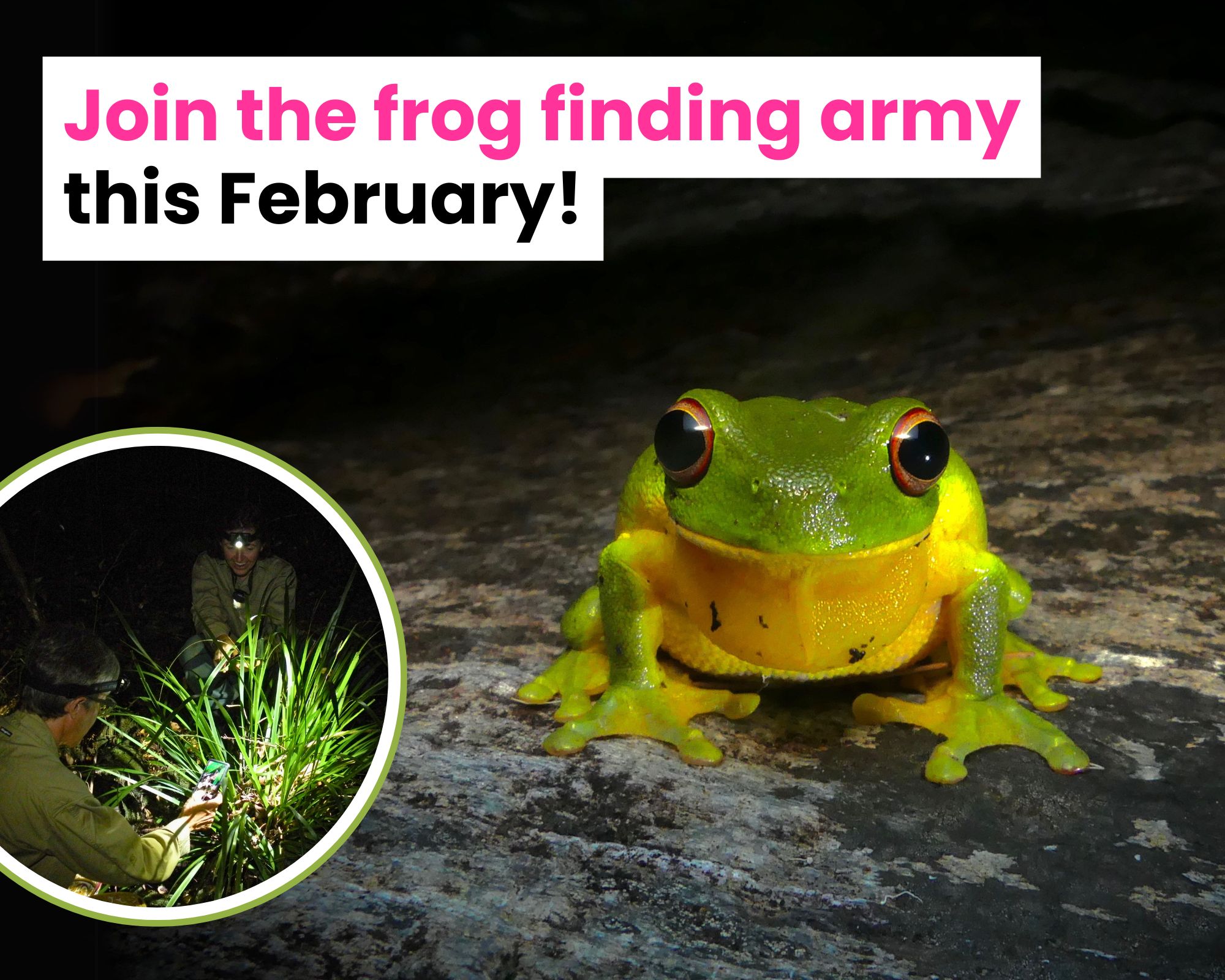 Find a frog in February
