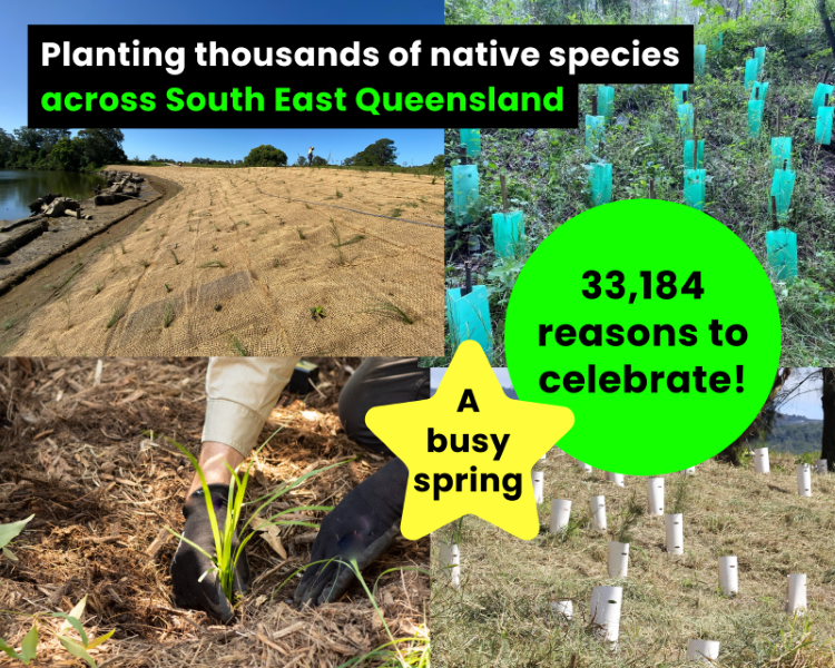 We've planted 33,000+ plants across SEQ this spring - And we're not done yet!
