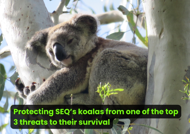 New sub-program targets chlamydia in SEQ’s wild koala populations