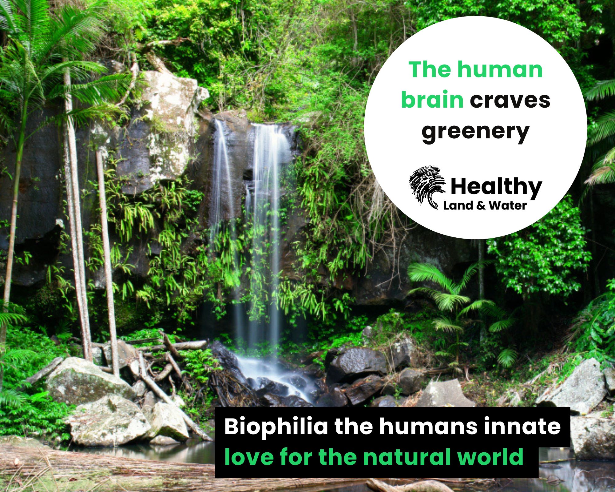 Biophilia: Humans innate love for the natural world