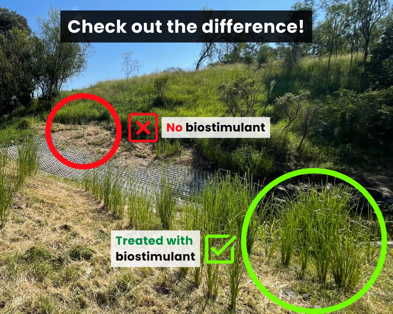 A touch of biostimulant: The perfect ingredient to boost plant growth in riparian revegetation to improve water quality and flood resilience
