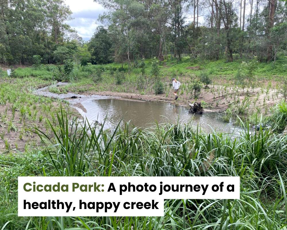 A healthy creek is a happy creek: An update on Cicada Park in Chapel Hill