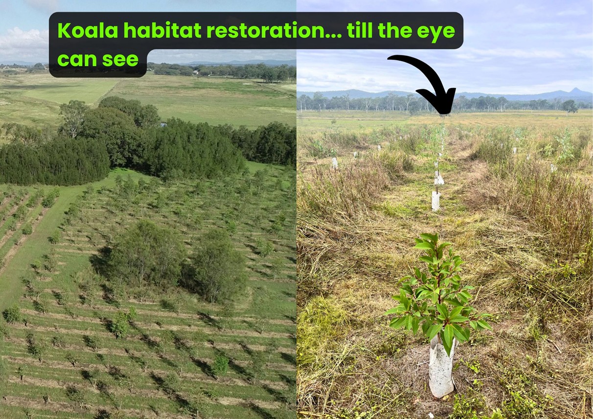 When a passion for biodiversity drives koala habitat restoration