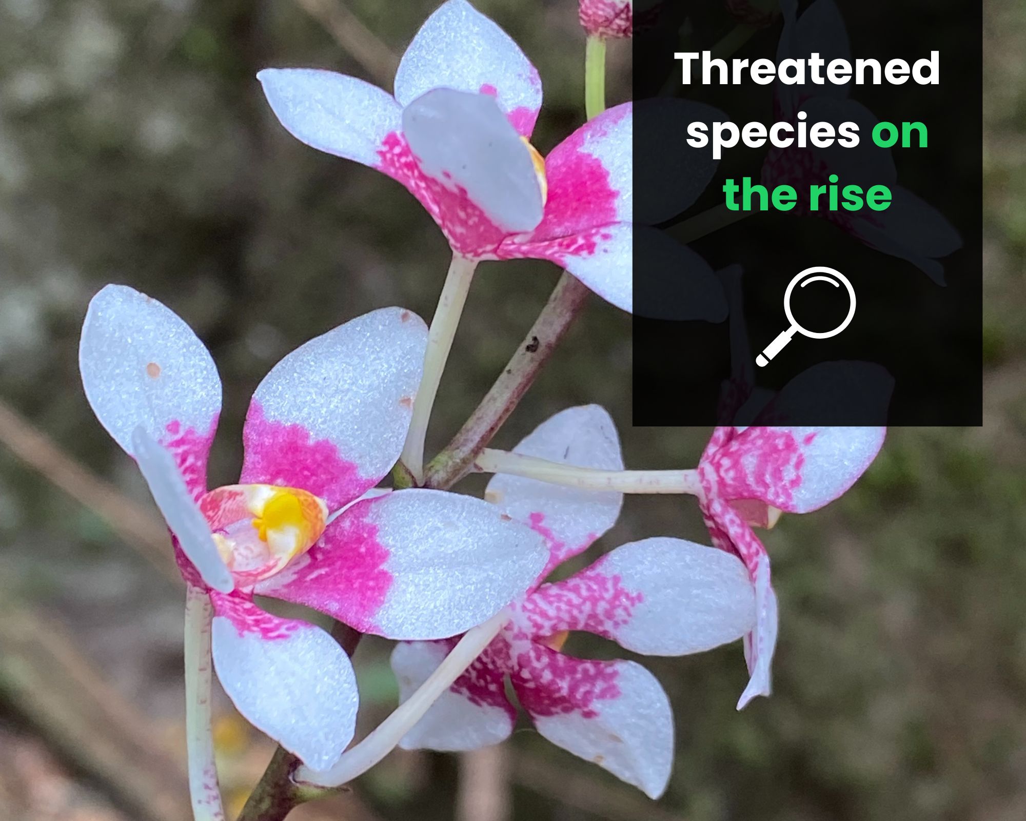 2023 environmental snapshot: Unprecedented increase in threatened species in Australia