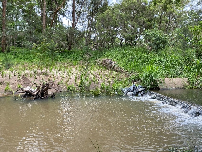 Just in time for rain plants and rocks