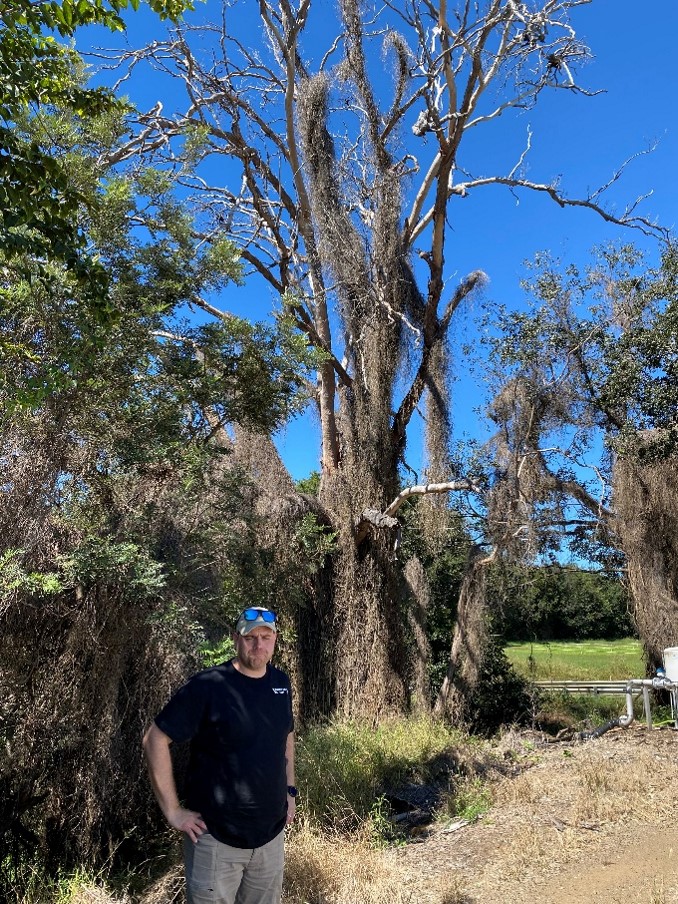 5.Cobba cats claw site