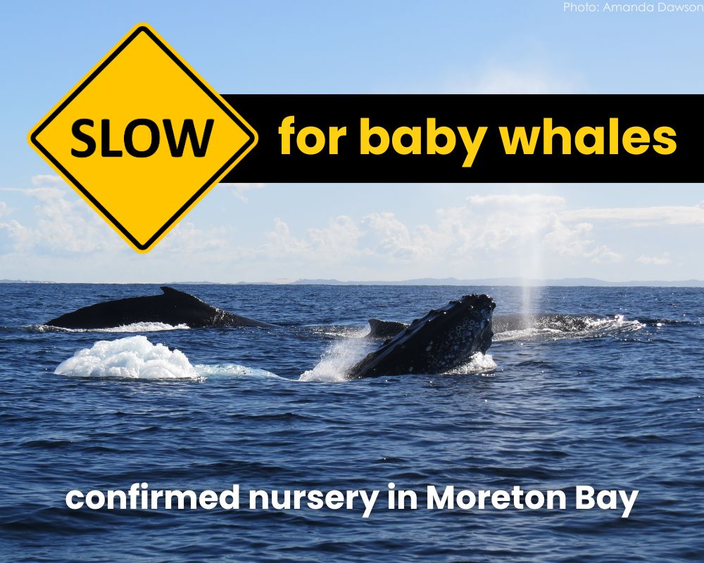 Urgent call for caution: boat strikes pose grave threat to confirmed humpback nursery in Moreton Bay
