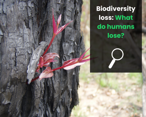 How much do we lose when biodiversity declines? The human cost of biodiversity loss