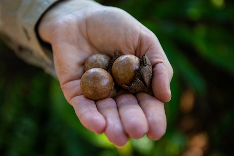 Brisbane Wild Macadamia Hunt delivers exciting results