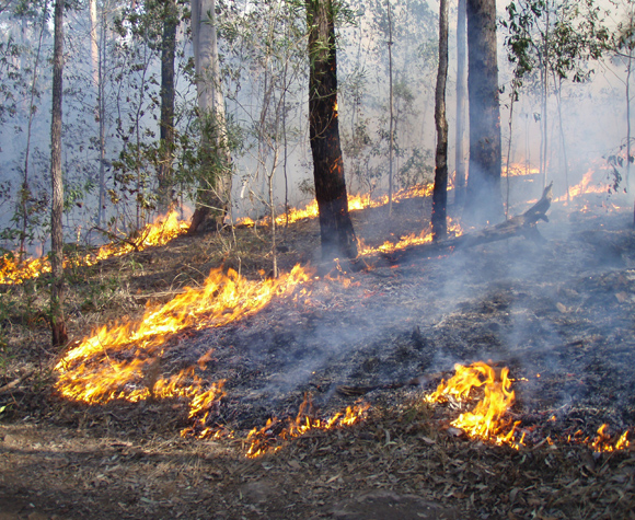 Bushfire Data Analysis