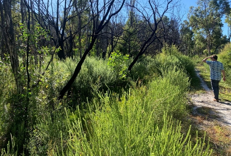 Igniting resilience in bushfire-affected communities!