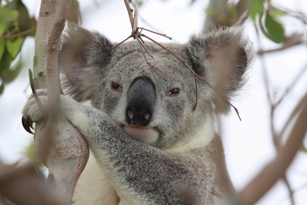 $4.2m announced to manage threats to SEQ koalas