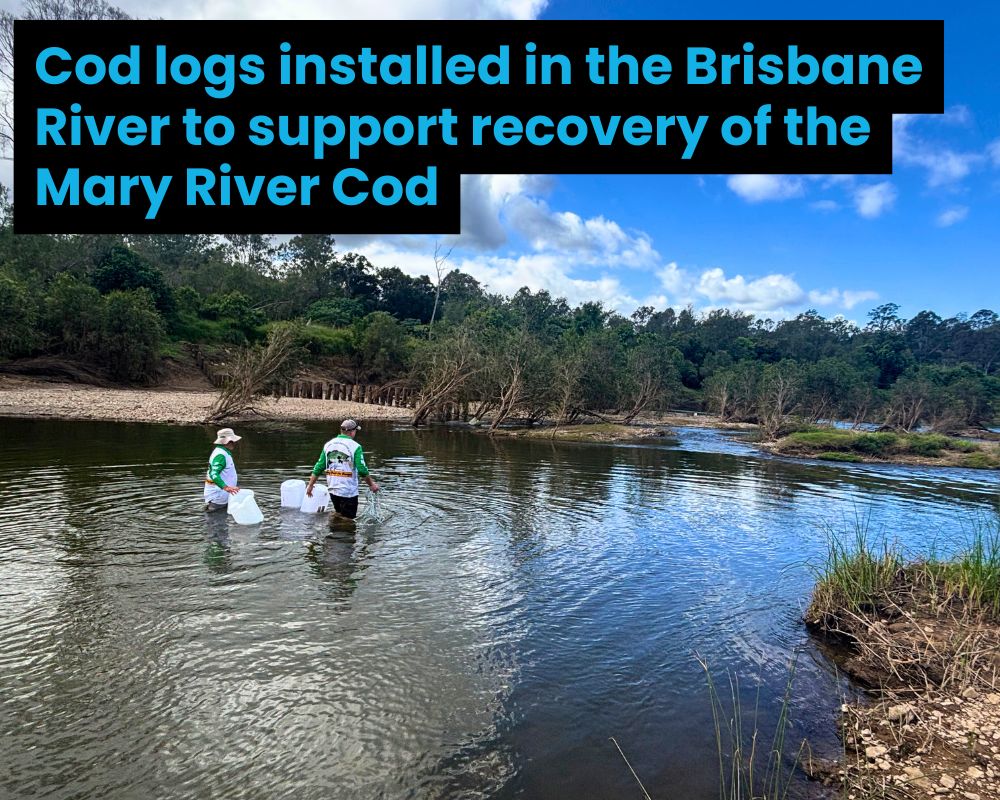 Mary River Cod log trials kick off in the Brisbane River