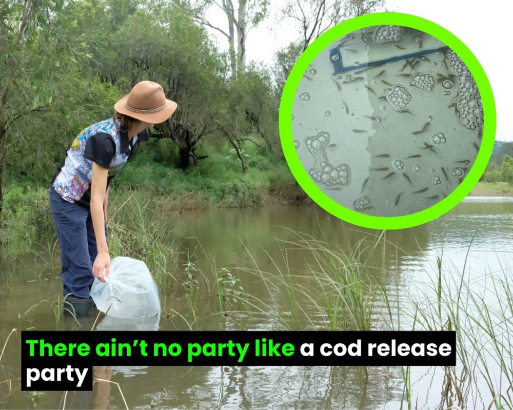 Brisbane River gets one of its apex predators back: 12,500 cod released