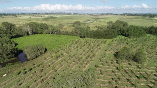 DCCEEW koala restoration visit Davida property
