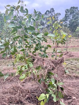 DCCEEW koala restoration visit debris on eucalypt