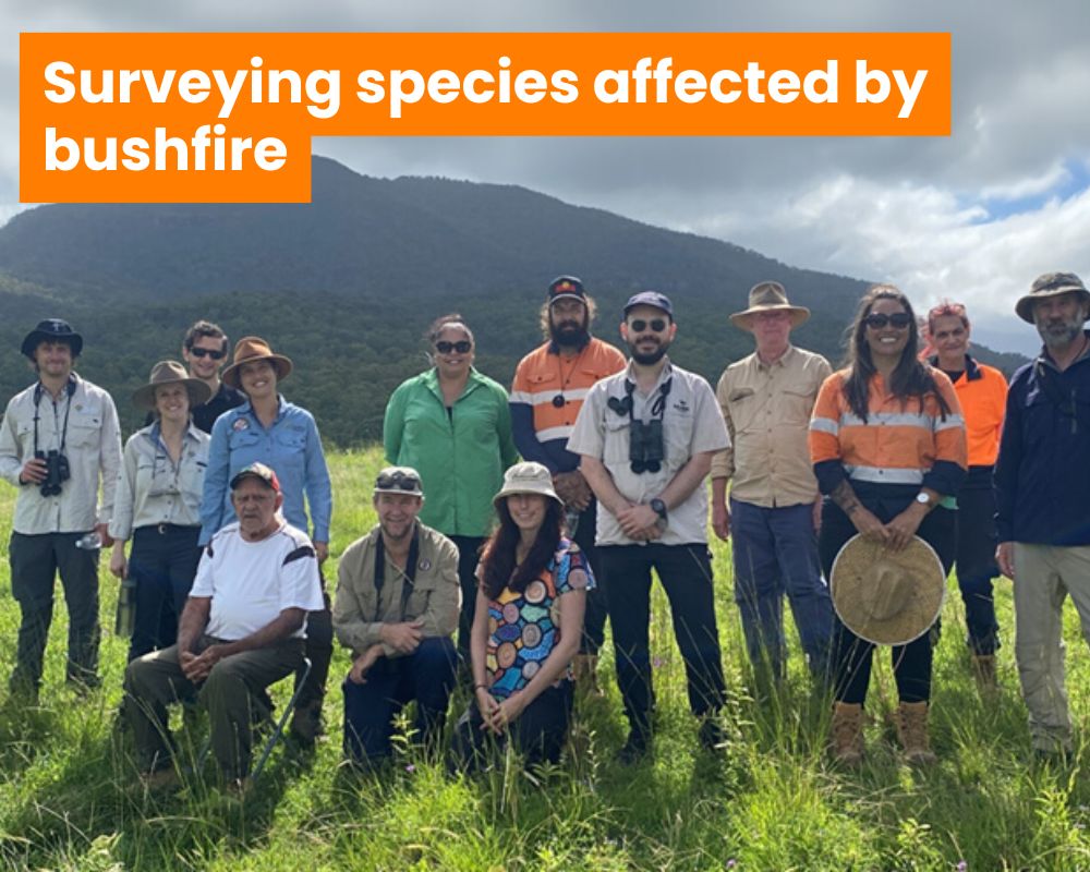 Wildlife recovery surveys inform fire strategy in Emu Vale