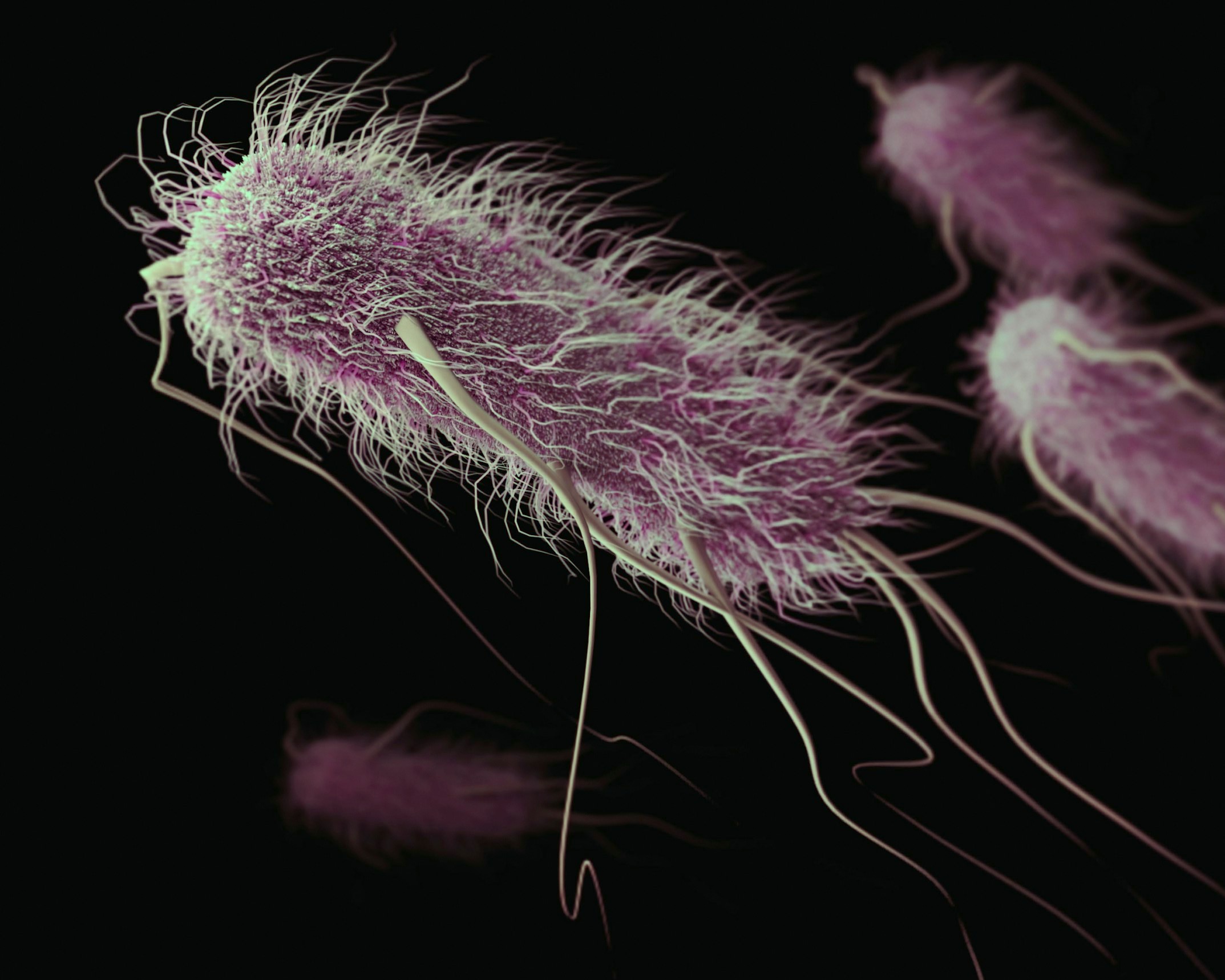 Escherichia coli