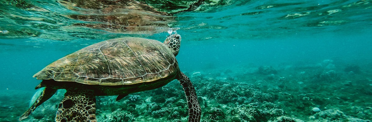 Experts warn community apathy could kill Moreton Bay