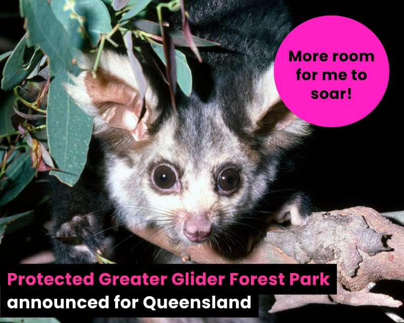 Greater Glider Forest Park protected area announced for Queensland