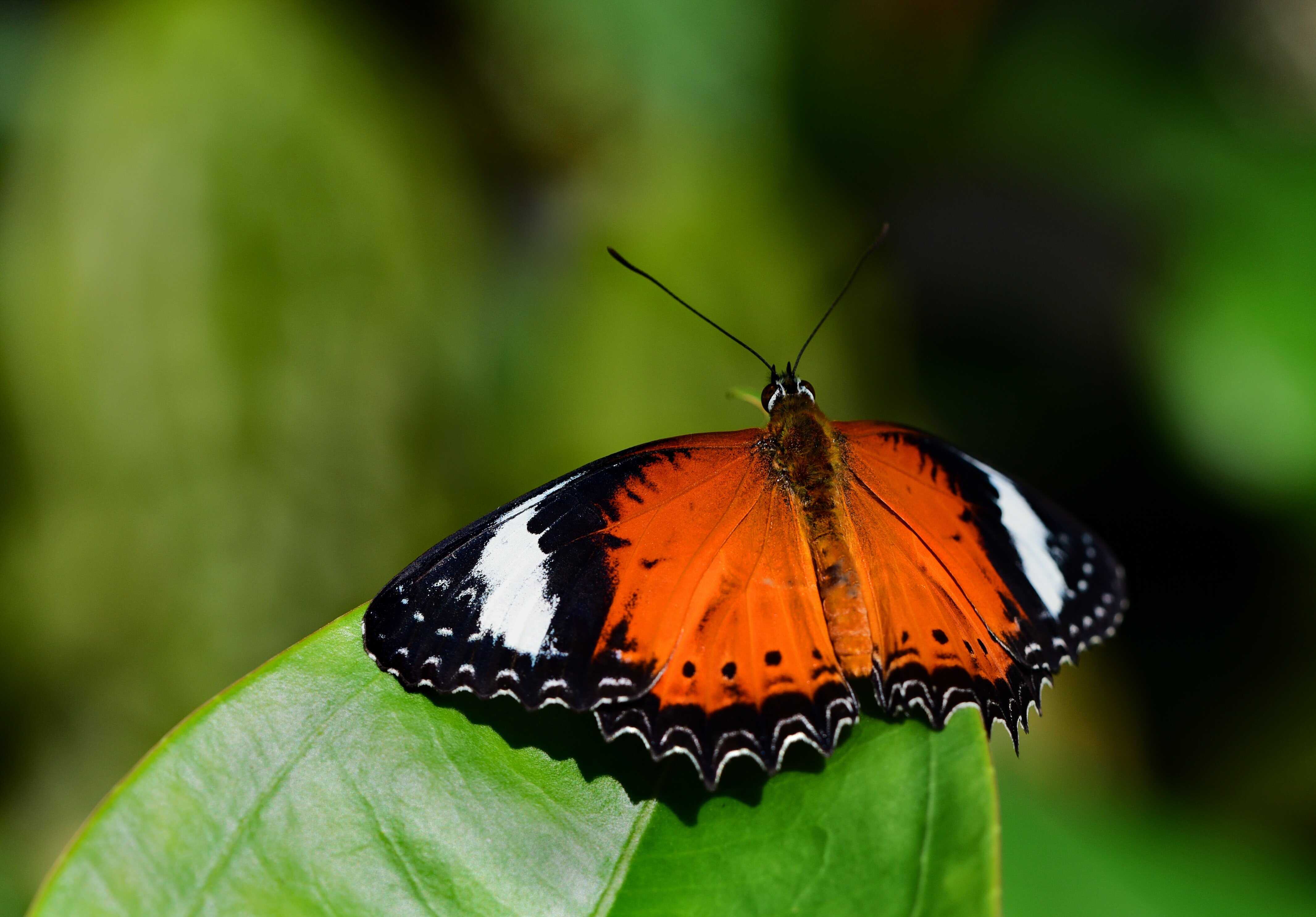 How butterflies are helping determin the health of our region 2 1 1