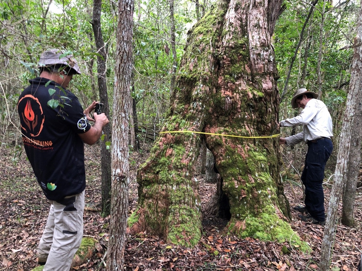 Integrating cultural heritage and fire management on Bribie Island