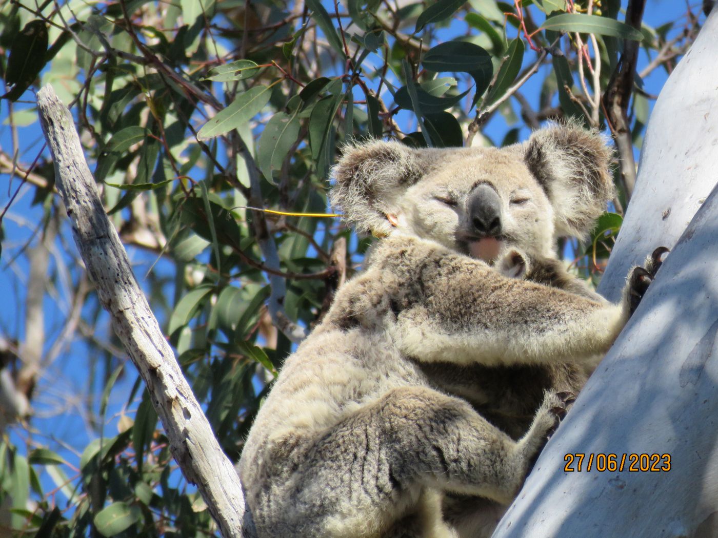 Joya and Olive koalas are enjoying the sun on a tree while Mum has her tag on