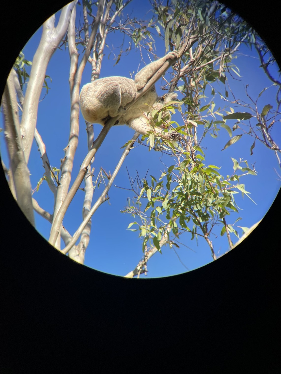 Koala though binoculars indigo