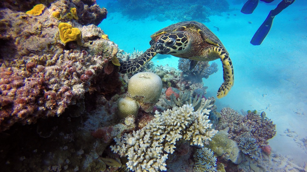 Leaders emerge in urban water management for the Great Barrier Reef