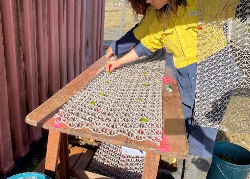 propagules on BESE structure