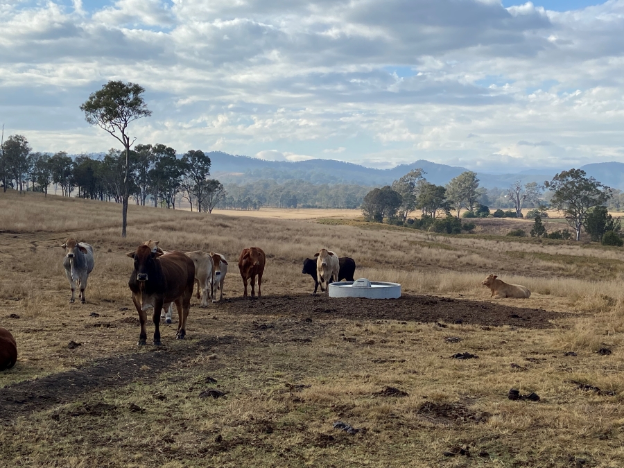 Cattle checking out water point