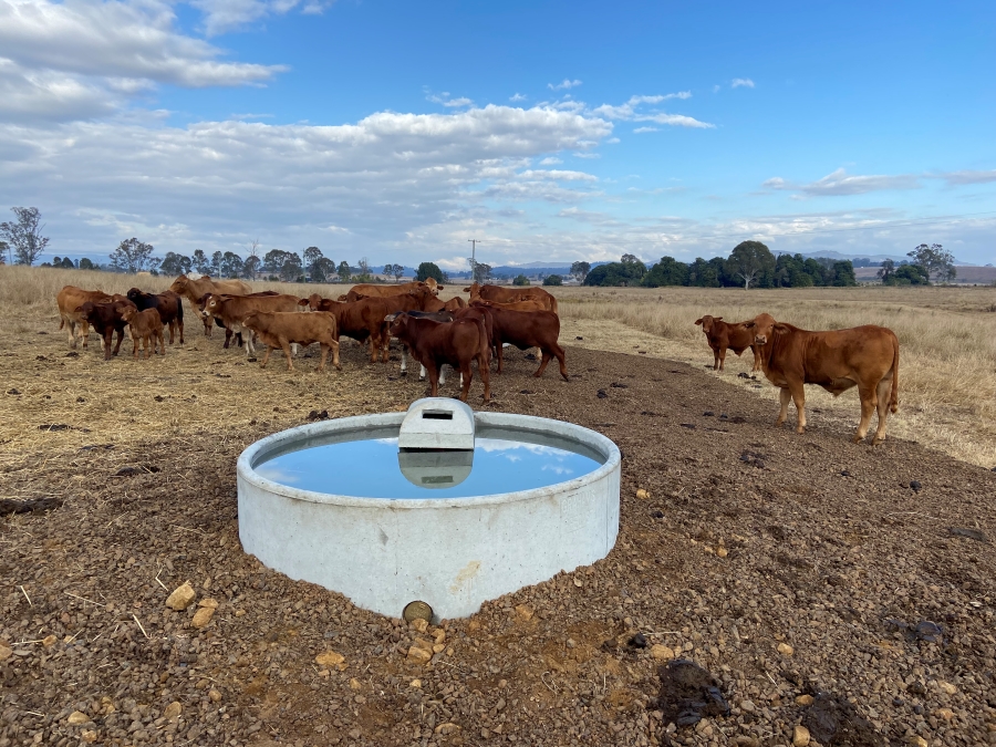 Cattle checking out water point 2