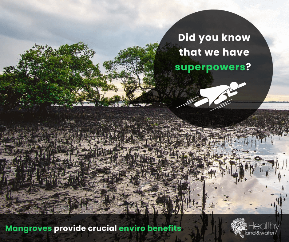 Power to the mangroves!