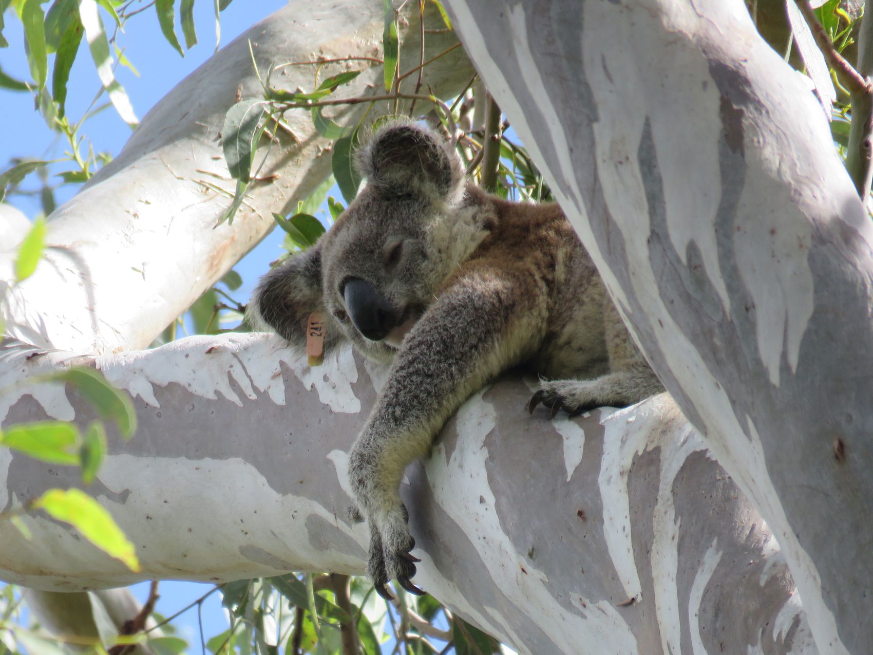 Maya koala having a nap on eucalypt while wearing a tagging device