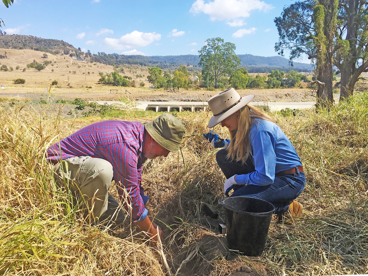 Mount Sylvia school community plants 500 trees