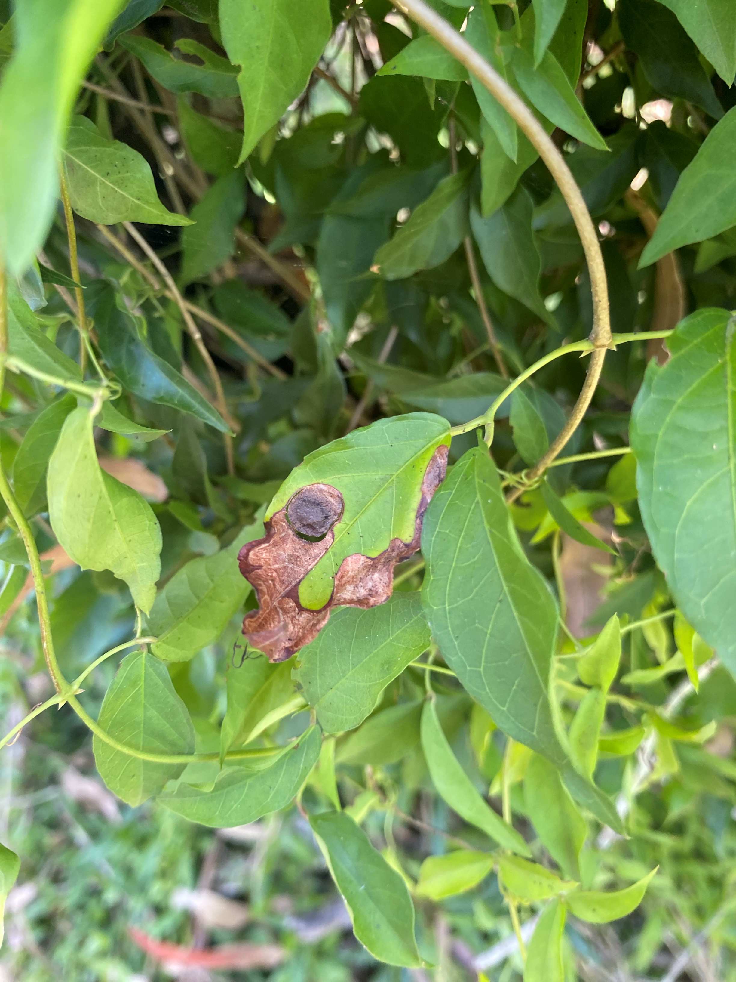 A jewel beetle pupae disc