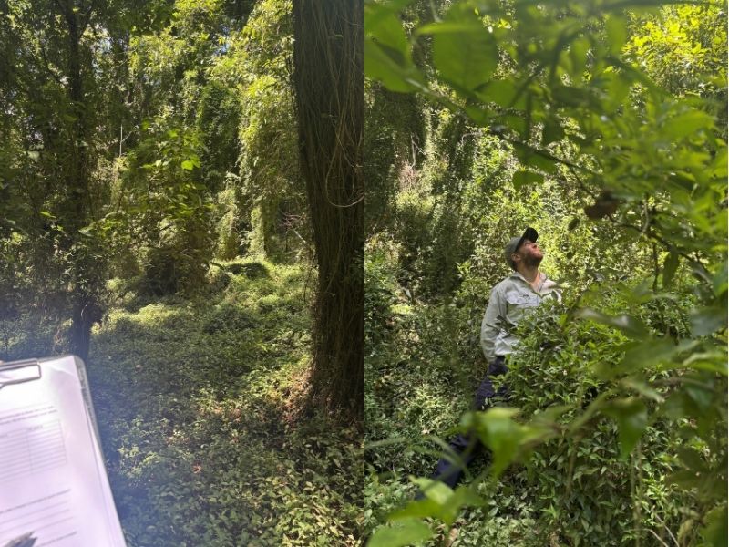 Collecting jewel beetle data and monitoring the impact