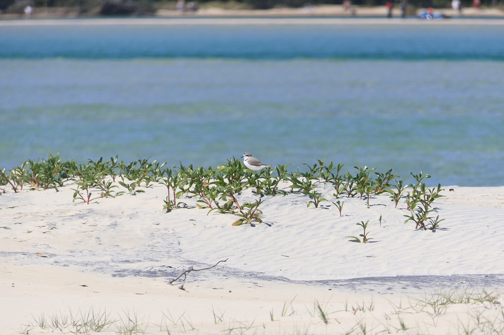 Sand Island Stopover project protecting shorebirds in the Noosa River estuary