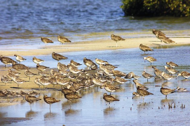 Shellfish reef and migratory shorebirds, a mighty duo?