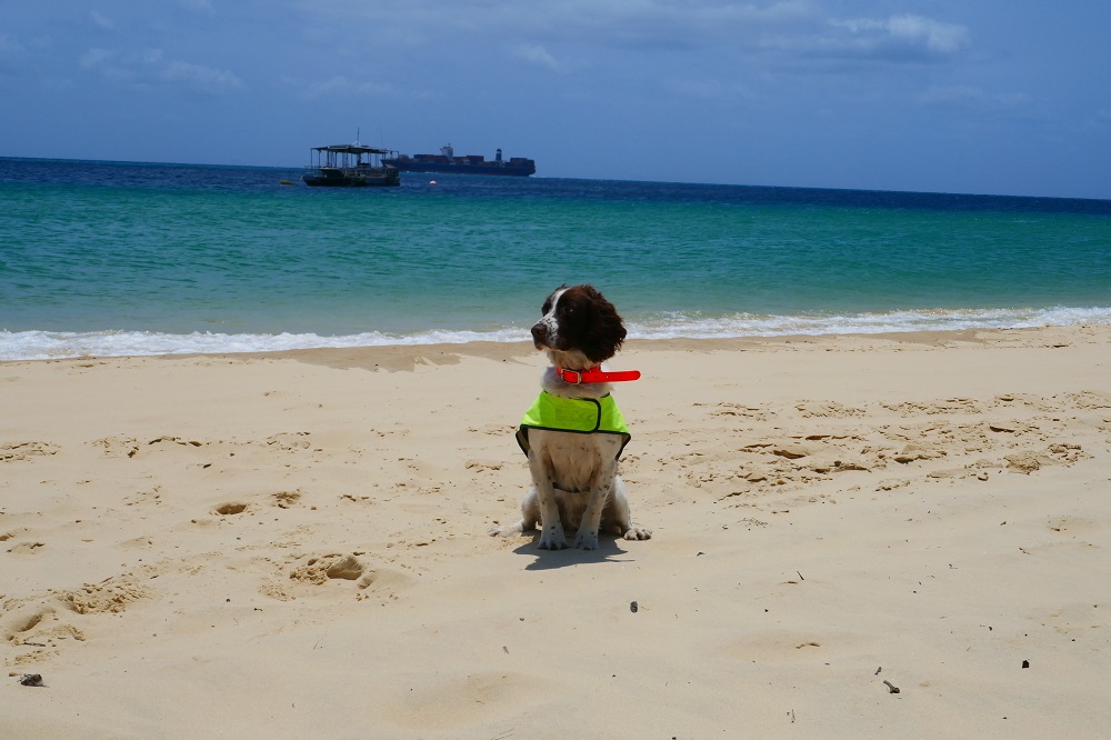 The amazing toad detection dogs keeping Moreton Island cane toad free