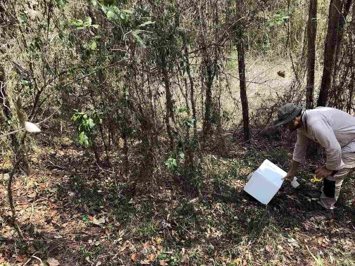 The tiny beetle combating destructive weeds along our creek banks