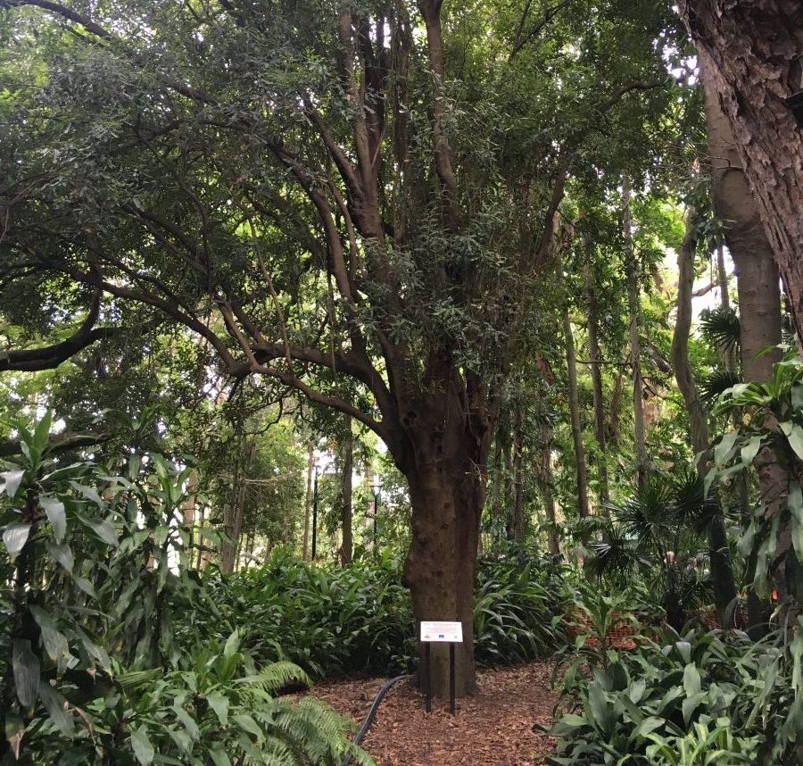 Walter Hill tree leads restoration of Brisbane's lost macadamias