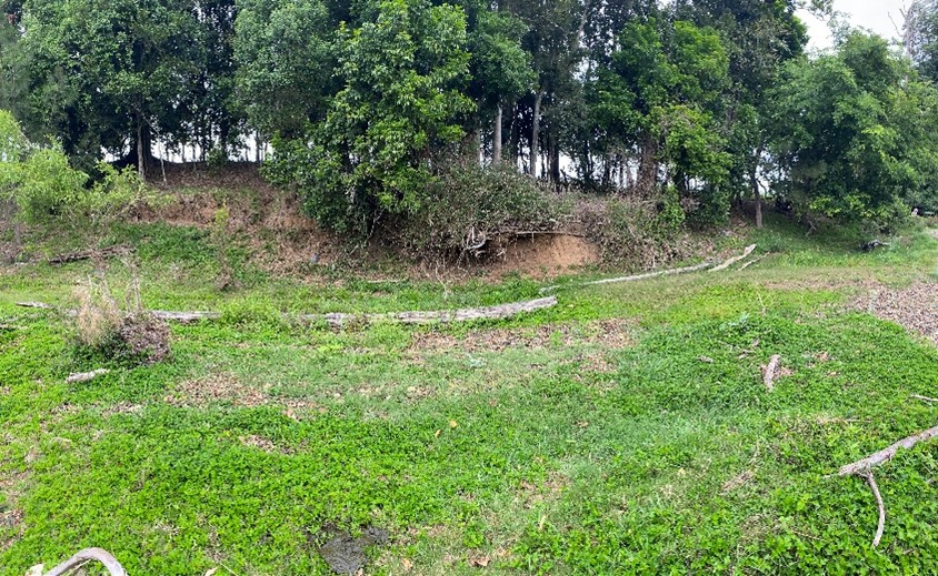 Weeds smother native vegetation killing it and preventing it from growing