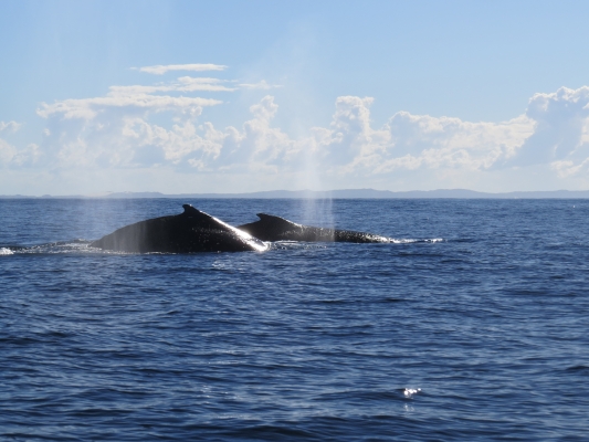 Whales resting in shallow waters Amanda Dawson