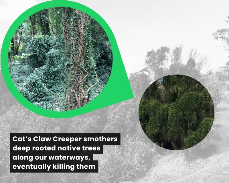 Combating the vine invasion: A success story in South East Queensland