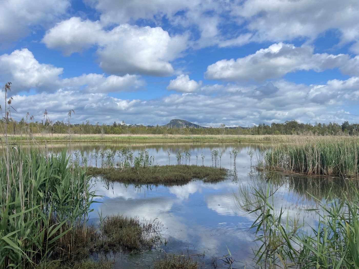 Yandina Creek Wetlands maintenance