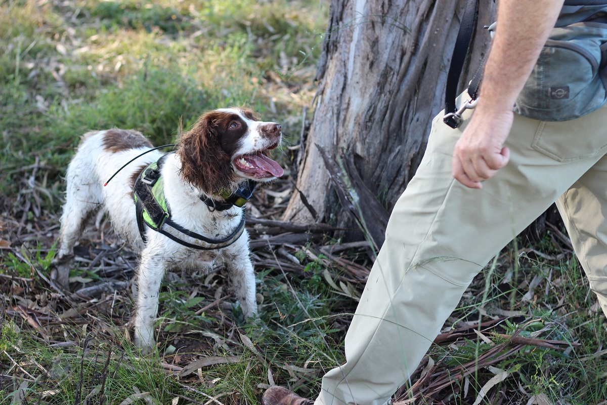 Koala detection dog in action