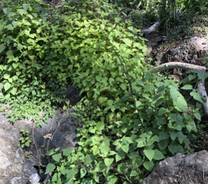 plant regrowing post bushfire